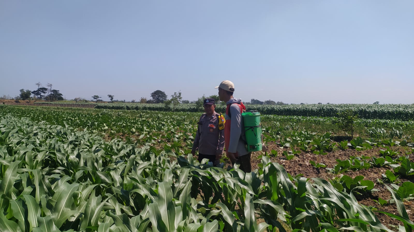 Mbminvestigasi.com | Bhabinkamtibmas Dampingi Petani, Dukung Ketahanan Pangan dari Lahan Jagung