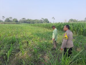 Mbminvestigasi.com | Ketahanan Pangan, Polsek Wates Jaga Produktivitas Lahan Jagung Sumberagung