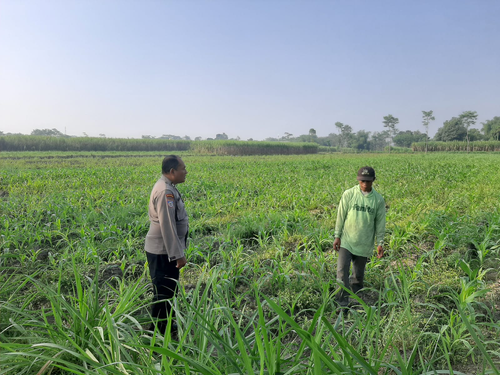 Mbminvestigasi.com | Ketahanan Pangan, Polsek Wates Jaga Produktivitas Lahan Jagung Sumberagung