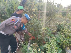 Mbminvestigasi.com | Bhabinkamtibmas Turut Serta Budidaya Tanaman Tomat di Lahan P2B Desa Tutur