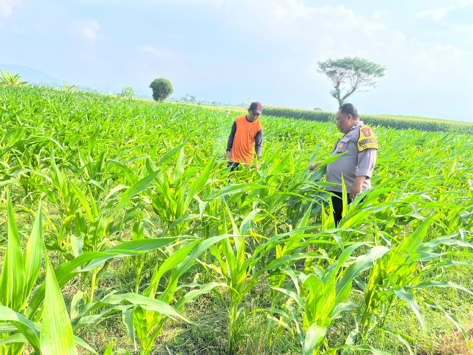 Mbminvestigasi.com | Bhabinkamtibmas Desa Kalipang Dampingi Petani, Dorong Produktivitas Jagung untuk Ketahanan Pangan