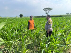 Mbminvestigasi.com | Bhabinkamtibmas Desa Kalipang Dampingi Petani, Dorong Produktivitas Jagung untuk Ketahanan Pangan