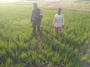 Mbminvestigasi.com | Modal Besar, Harapan Lebih Besar: Petani Kemusu Tetap Bertahan di Musim Tanam Ketiga