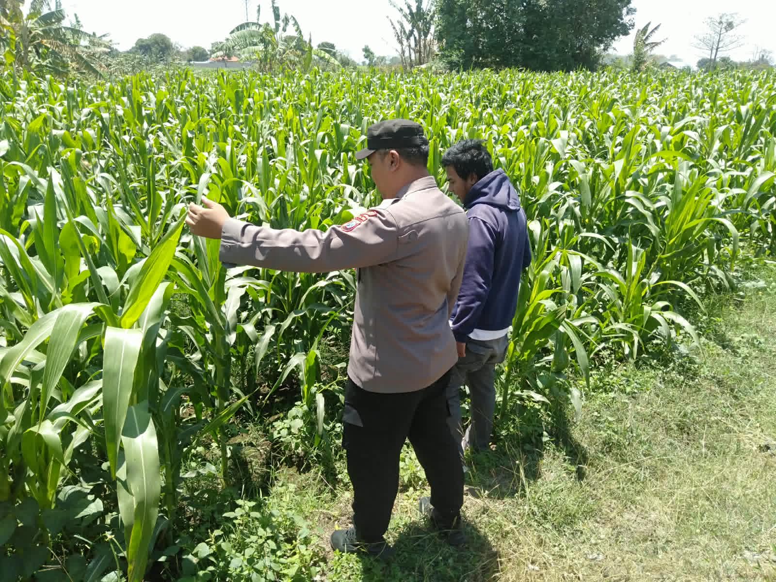 Mbminvestigasi.com | Bhabinkamtibmas Sukorejo Pantau Pertumbuhan Tanaman Jagung, Dukung Program Ketahanan Pangan