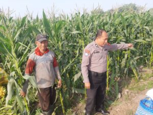 Mbminvestigasi.com | Perkuat Ketahanan Pangan, Polsek Wates Ikut Jaga Ritme Budidaya Jagung