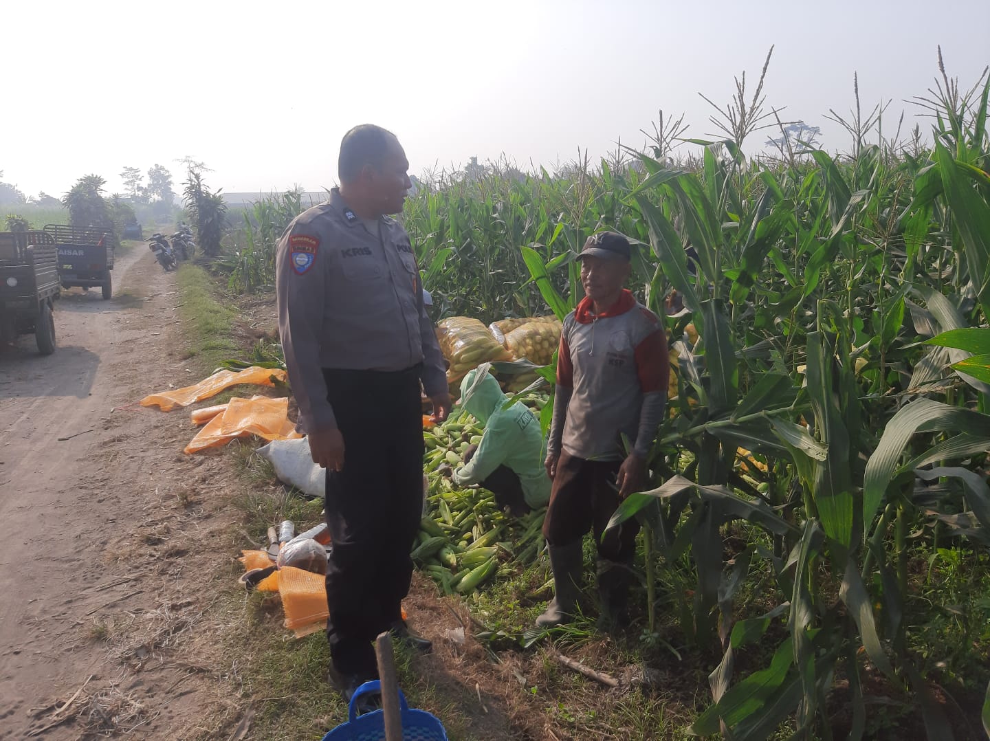 Mbminvestigasi.com | Perkuat Ketahanan Pangan, Polsek Wates Ikut Jaga Ritme Budidaya Jagung