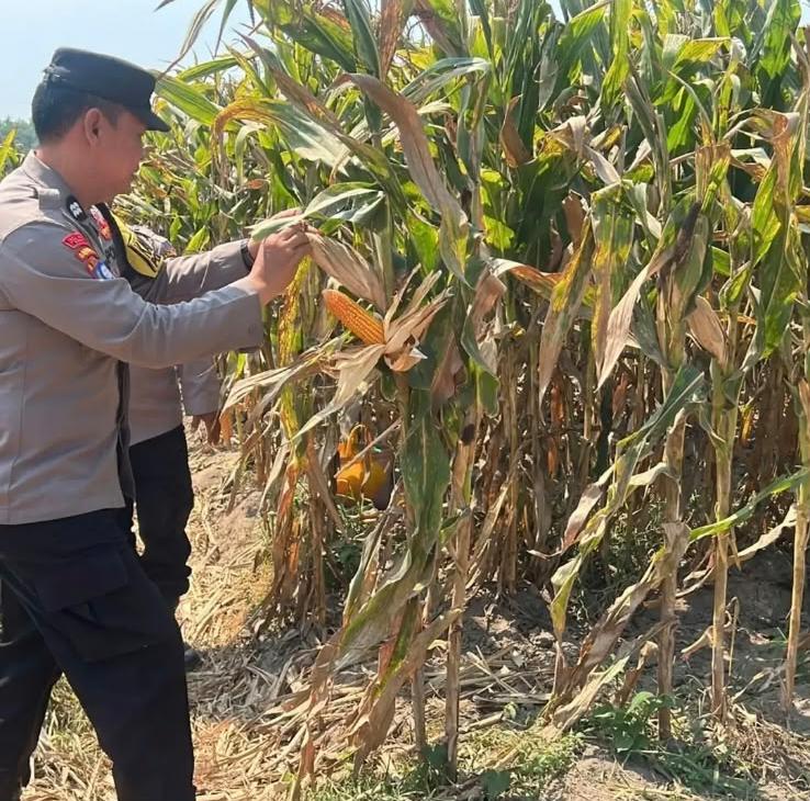 Mbminvestigasi.com | Polsek Gurah Bantu Tangani Pascapanen Jagung BUMDes Sumbercangkring Mbminvestigasi.com | Polsek Gurah Bantu Tangani Pascapanen Jagung BUMDes Sumbercangkring