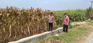 Mbminvestigasi.com | Dukung Ketahanan Pangan, Polsek Kandat Kawal Hasil Panen Jagung di Sumberejo