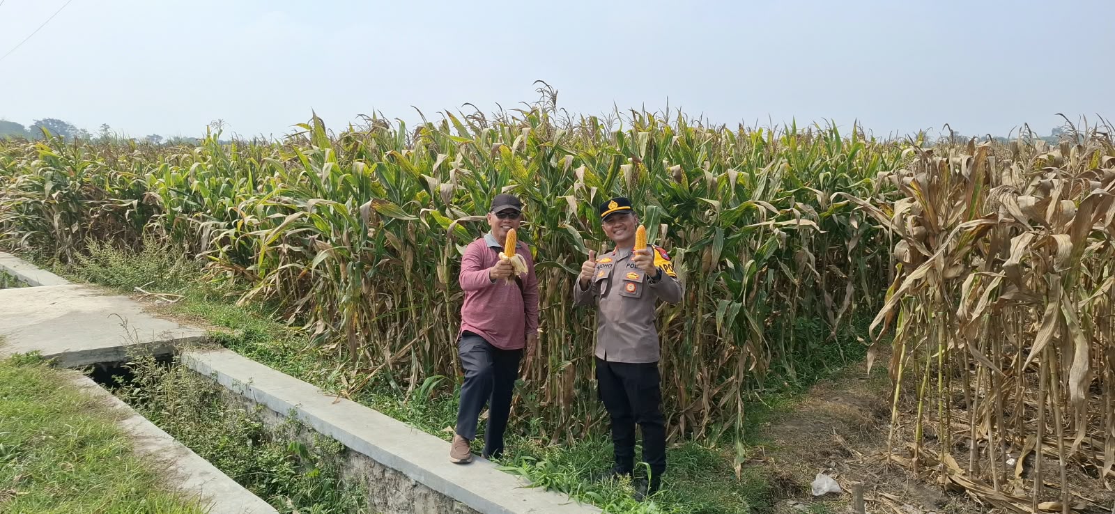 Mbminvestigasi.com | Dukung Ketahanan Pangan, Polsek Kandat Kawal Hasil Panen Jagung di Sumberejo Mbminvestigasi.com | Dukung Ketahanan Pangan, Polsek Kandat Kawal Hasil Panen Jagung di Sumberejo