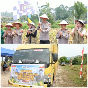 Mbminvestigasi.com | PANEN RAYA JAGUNG PIPIL, POLDA KEPRI PERKUAT KETAHANAN PANGAN BERSAMA KELOMPOK TANI