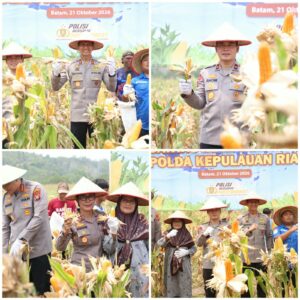 Mbminvestigasi.com | PANEN RAYA JAGUNG PIPIL, POLDA KEPRI PERKUAT KETAHANAN PANGAN BERSAMA KELOMPOK TANI
