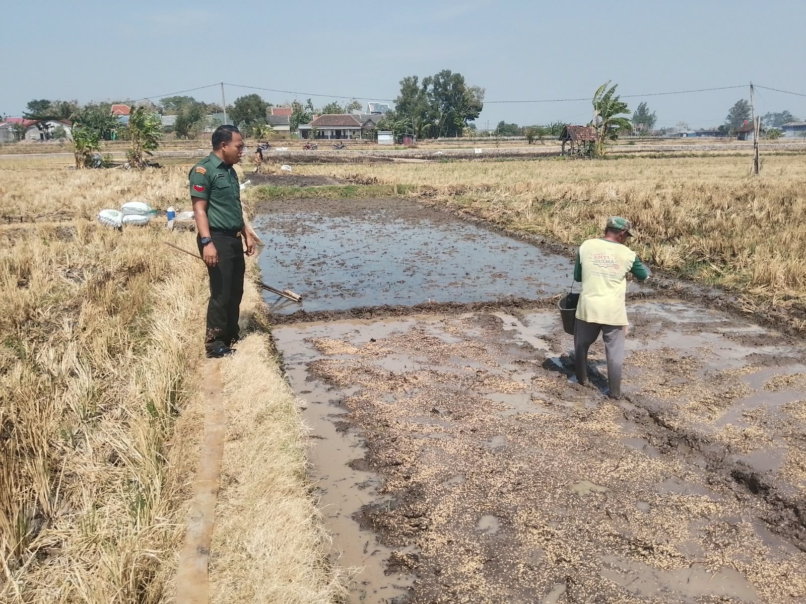 Mbminvestigasi.com | Dari Persemaian, Babinsa Ngembat Padas Ikut Mengawal Harapan Panen Petani Mbminvestigasi.com | Dari Persemaian, Babinsa Ngembat Padas Ikut Mengawal Harapan Panen Petani