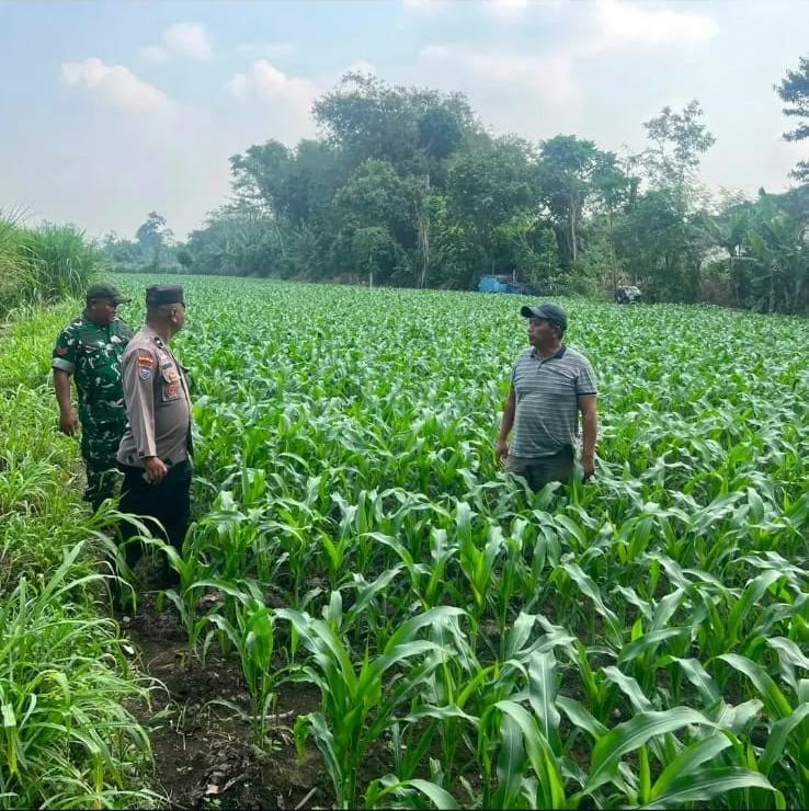 Mbminvestigasi.com | Polsek Gurah Dampingi Panen Jagung BUMDes Blimbing, Dukung Usaha Pangan Desa