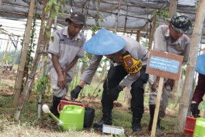 Mbminvestigasi.com | Polres Pasuruan Dukung Ketahanan Pangan, Tanam Uwi Ungu dan Panen Melon di SMKN 1 Purwosari