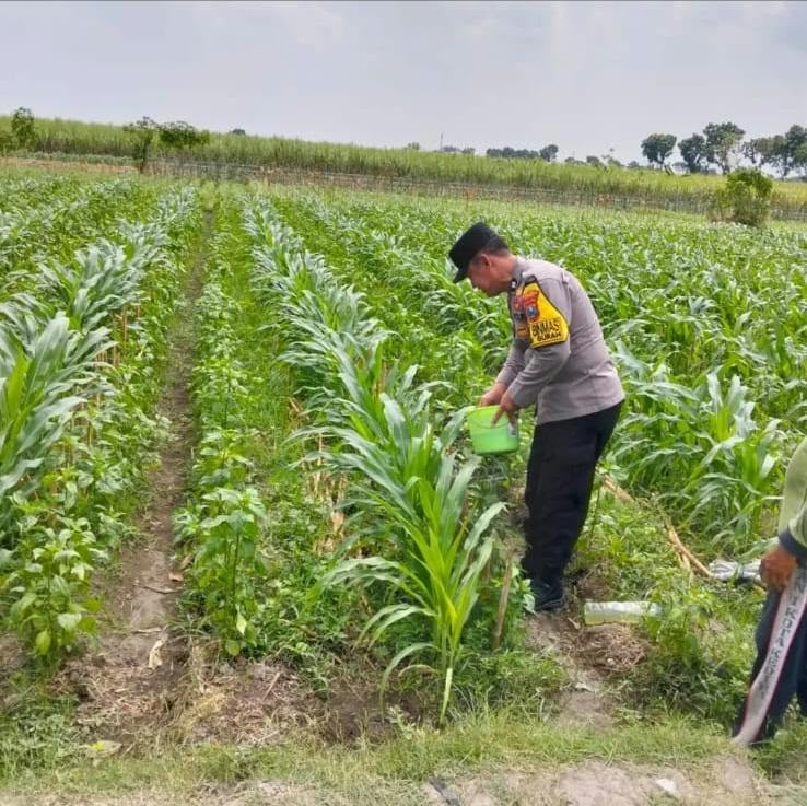 Mbminvestigasi.com | Panen Jagung di Gempolan, Polres Kediri Dukung Penguatan Pangan Desa Mbminvestigasi.com | Panen Jagung di Gempolan, Polres Kediri Dukung Penguatan Pangan Desa